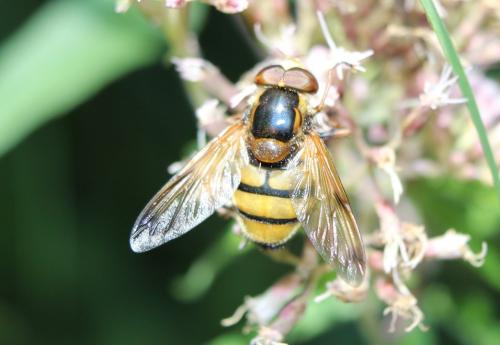 Volucella inanis